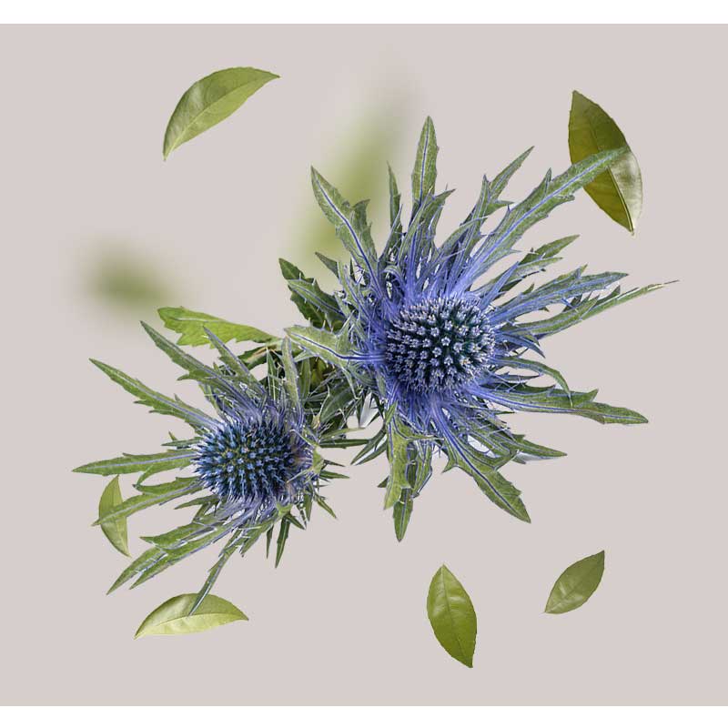 Seemanstreu Blühende Stranddistel mit blauen Blüten und grünen Blättern, symbolisiert die Hauptwirkstoffe des RAU Stem Cell Serums für reife Haut, um Anti-Aging und Regeneration zu fördern.